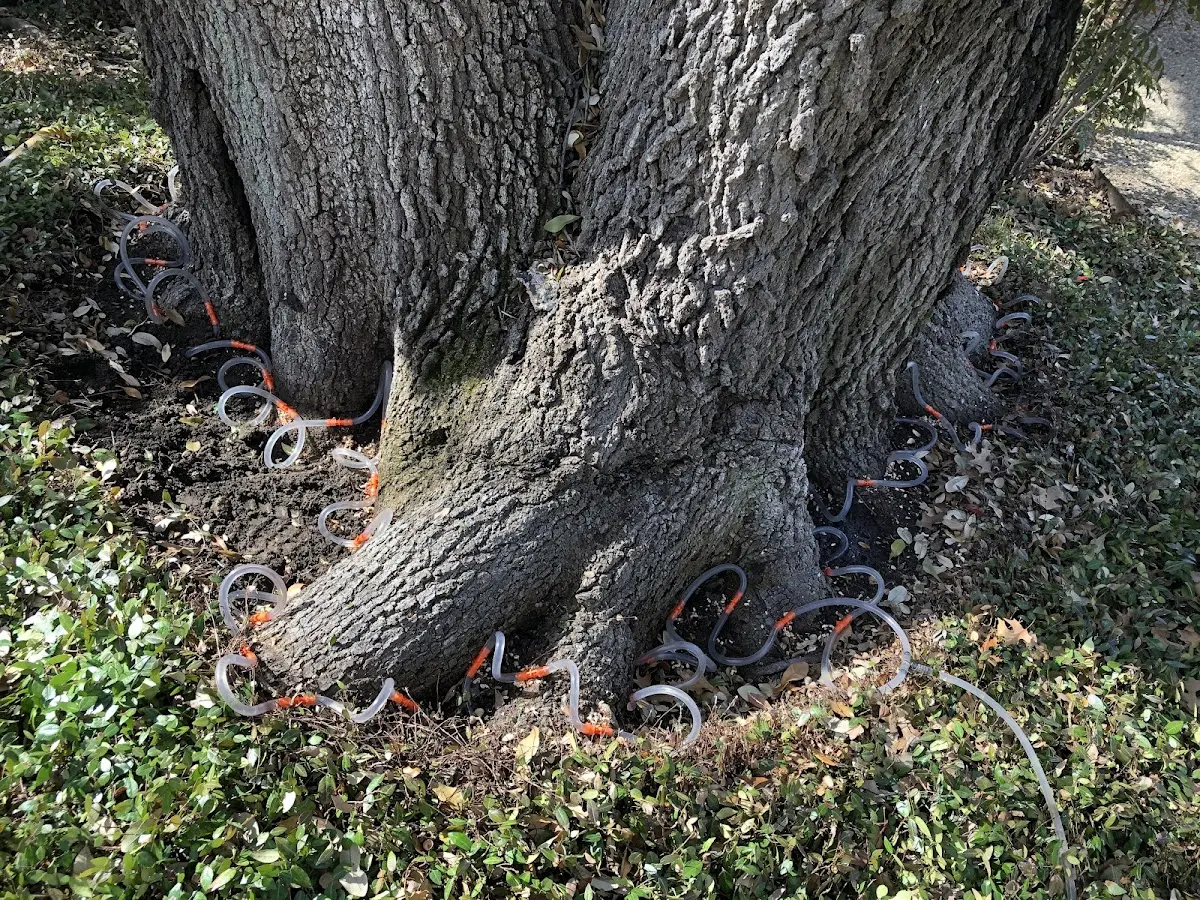 Detailed Shrub and Hedge Trimming job site in Barnhart