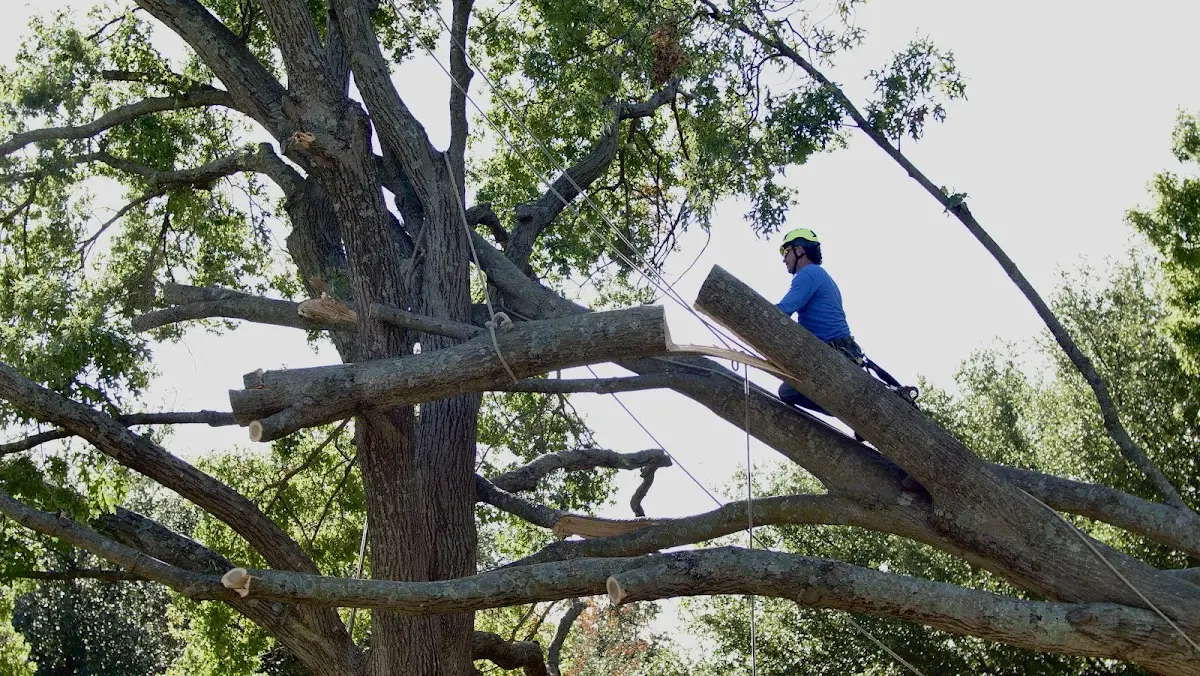 Professional Hazardous Tree Removal performed by certified arborists in Barnhart