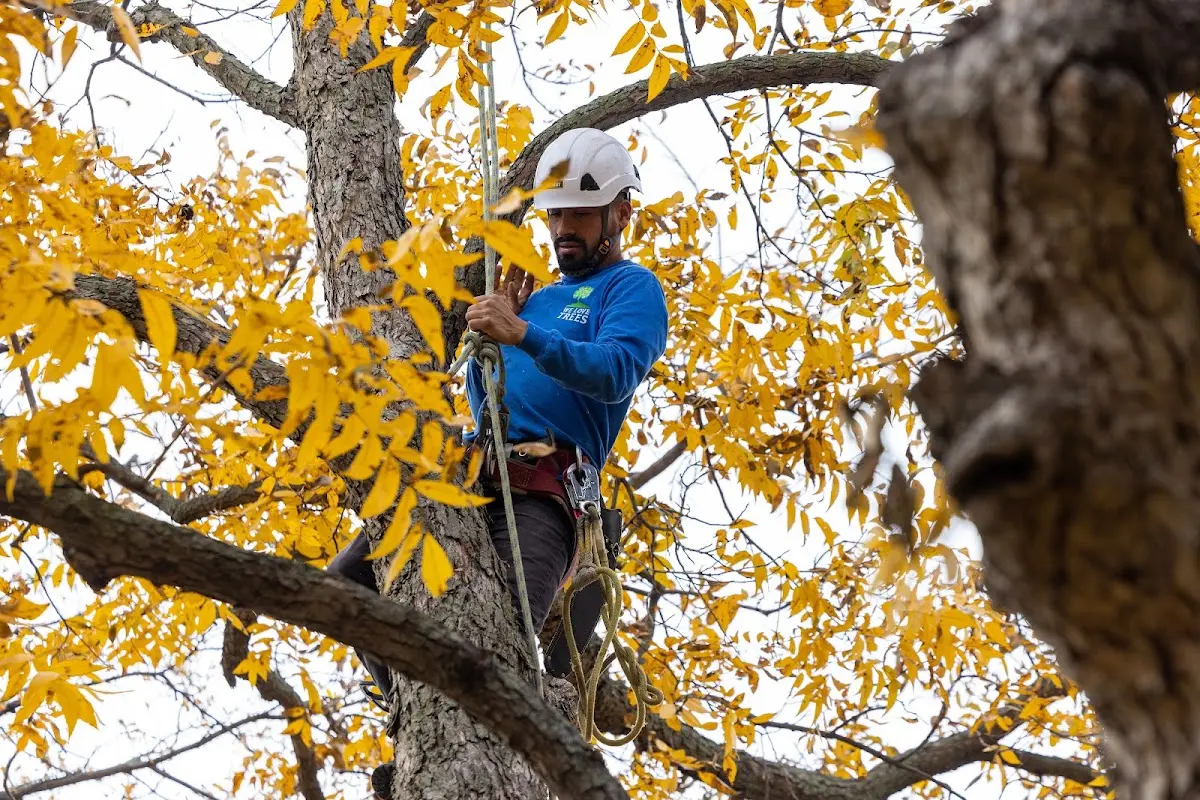 Skilled Tree Pruning crew working in Barnhart